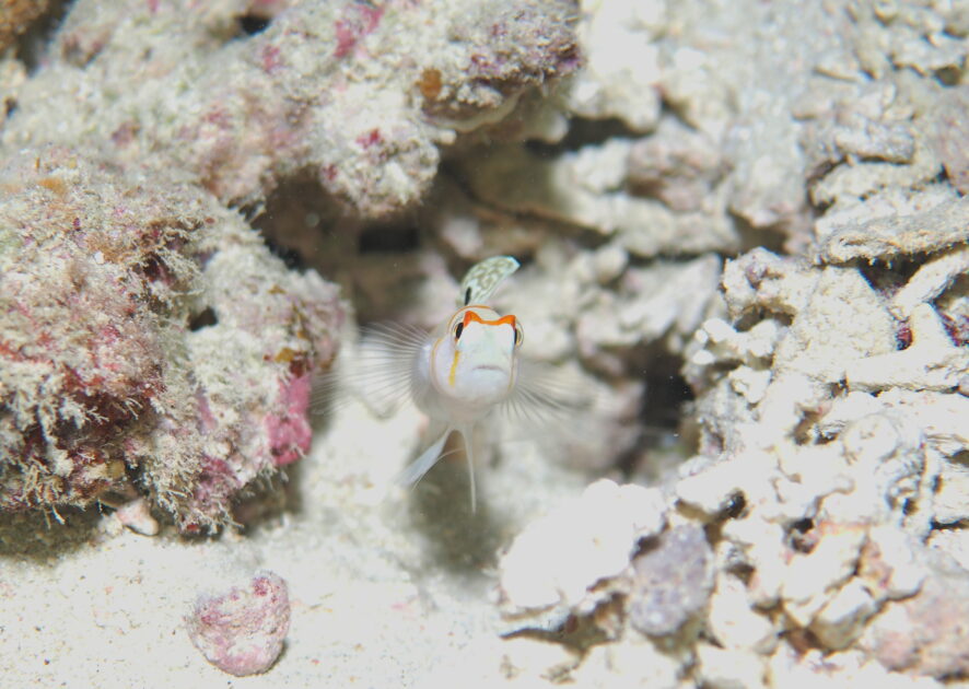 何故か幼魚のみ