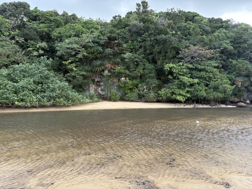 名蔵アンパルや水田で